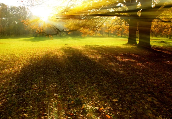 stock image Sunrise rays, beam of light in park