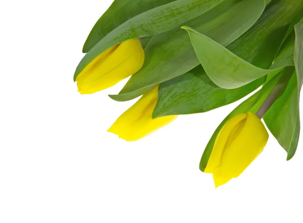 El ramo consta de tres tulipanes amarillos . —  Fotos de Stock