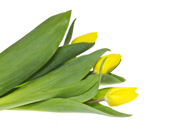 Der Strauß bestehend aus drei gelben Tulpen. — Stockfoto
