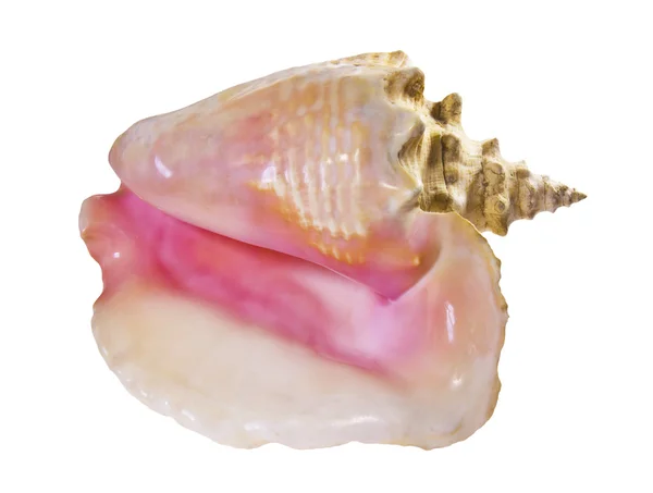 Parte interna di un cockleshell di mare rosa . — Foto Stock
