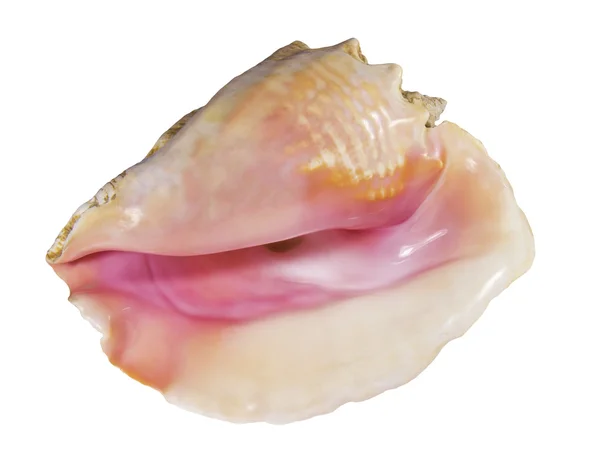 Parte interna de um cockleshell de mar rosa . — Fotografia de Stock