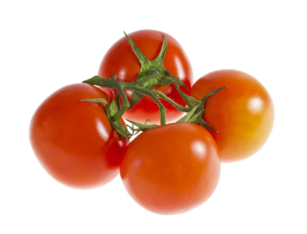 Четыре спелых помидора на ветке . — стоковое фото