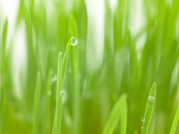 stock image Water drops on a green grass.