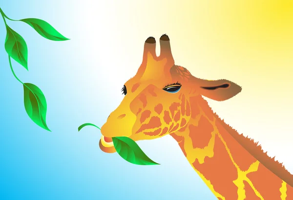 The giraffe eats green leaves. Vector. — Stock Vector