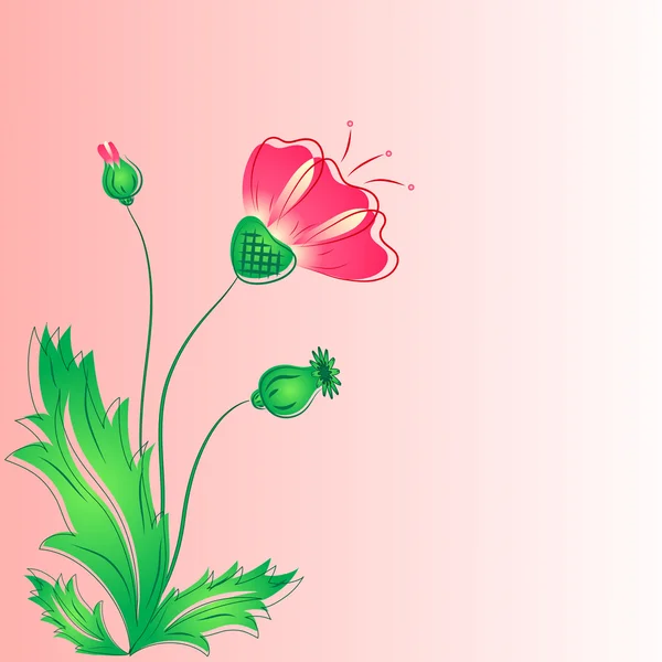 빨간 양 귀 비 꽃 봉 오리와 잎. — 스톡 벡터