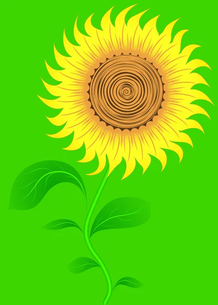 Sunflower on green. Vector. — Stock Vector