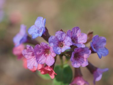 lungwort çiçek.