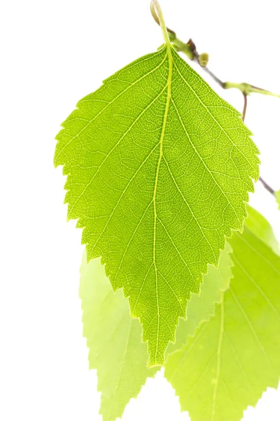 Frische grüne Blätter einer Birke. — Stockfoto