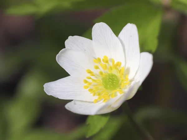 Flower of anemone. — Stock Photo, Image