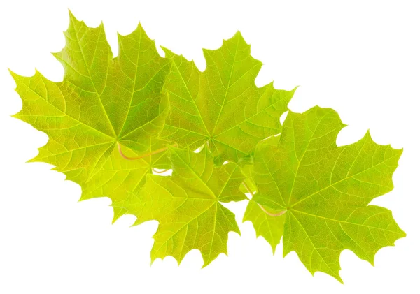Branch with young leaves of the maple. — Stock Photo, Image