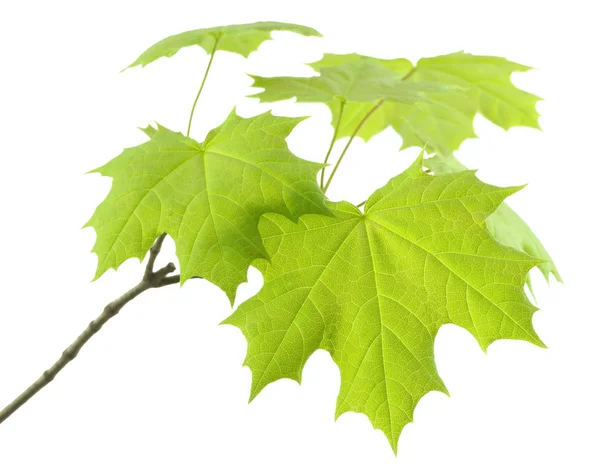 Branch with fresh leaves of the maple. — Stock Photo, Image