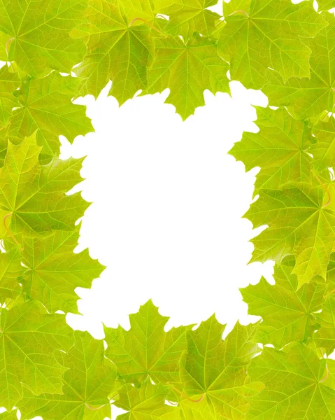 Πλαίσιο από πράσινα φύλλα του το σφένδαμνο. — Φωτογραφία Αρχείου
