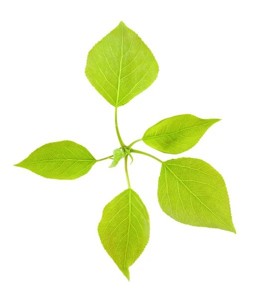 Las hojas jóvenes verdes del álamo . —  Fotos de Stock