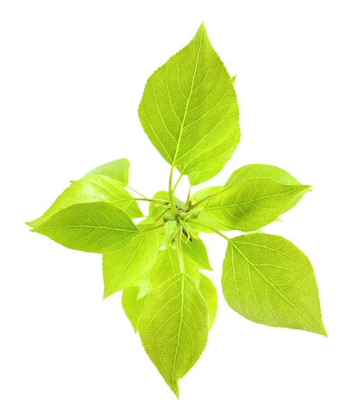 Foglie verdi fresche di un pioppo . — Foto Stock
