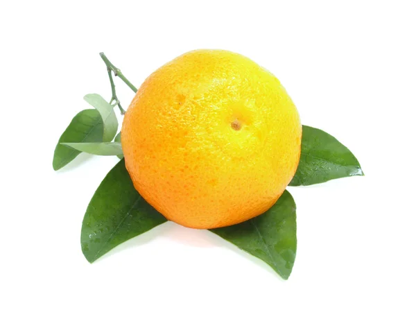 The isolated ripe tangerine on the green branch.