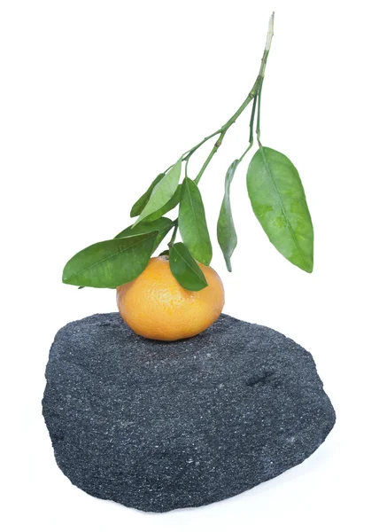The tangerine`s branch on the black stone. — Stock Photo, Image