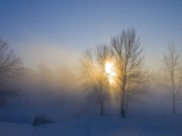 Los rayos del sol invernal que sale aparecen a través de la corona de los árboles . —  Fotos de Stock