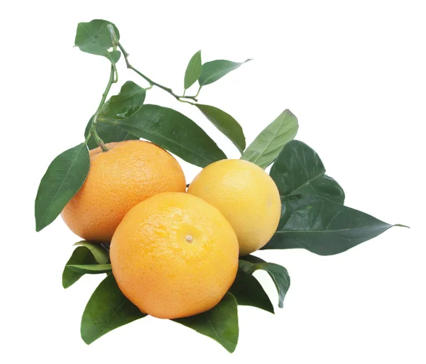Drie rijpe mandarijnen met groene bladeren, geïsoleerd. — Stockfoto