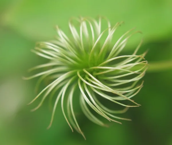 O fundo abstrato flor verde . — Fotografia de Stock