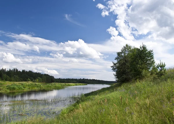 El río Mologa en el verano . —  Fotos de Stock