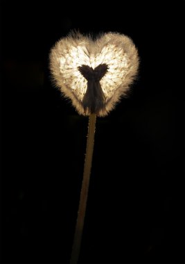 Shone dandelion in the form of heart clipart