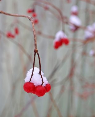 kırmızı bir guelder gül dal kar altında üç Karpuzu.