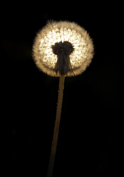 Luz atravessando um dente-de-leão sobre um fundo preto . — Fotografia de Stock