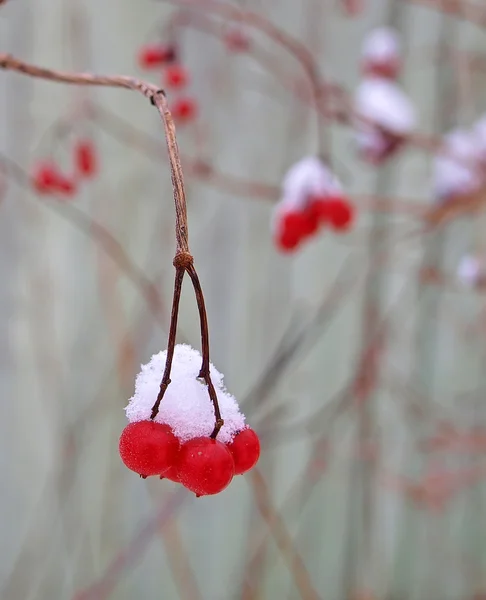Tres bayas de una rosa guelder roja en una rama bajo la nieve . —  Fotos de Stock