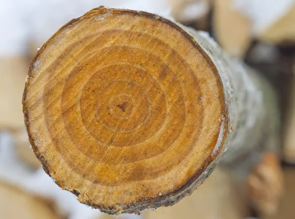 Cross-section saw cut of a log of an aspen. — Stock Photo, Image
