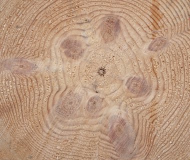 Cross-section saw cut of a knotty log of a pine. clipart