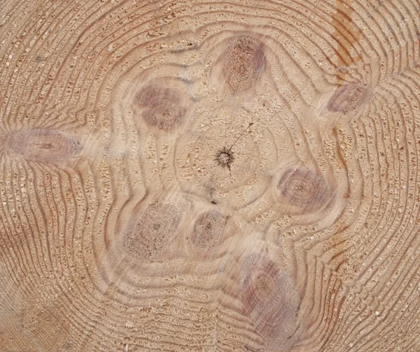 Dwarsdoorsnede zag knippen van een knoestige logboek van een pine. — Stockfoto
