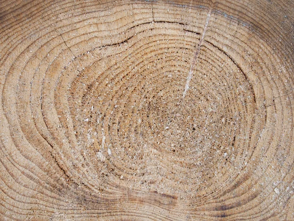 Dwarsdoorsnede zag knippen van een logboek van een pine. — Stockfoto