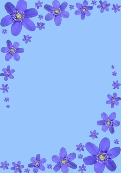 Niebieski rama wykonana jest z kwiatów niebieski Przylaszczka. — Zdjęcie stockowe
