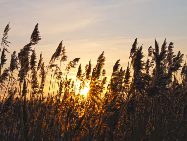 Reeds em um pôr-do-sol no inverno . — Fotografia de Stock