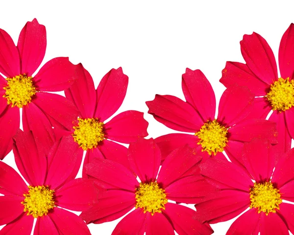 Dekoratif çerçeve üzerinde beyaz bir ba izole kırmızı renklerden — Stok fotoğraf