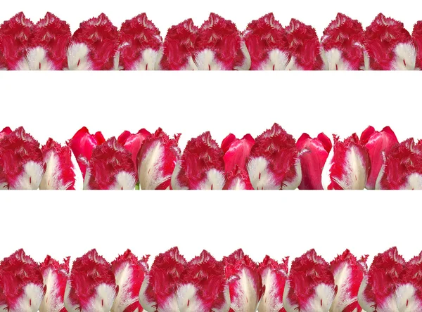Tre diversi telai con i tulipani bianco-rossi, isolati su un — Foto Stock