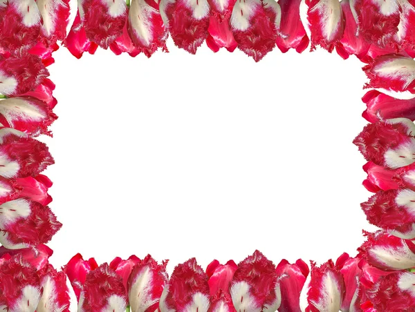 Rahmen aus den rot-weißen Tulpen, isoliert auf weißem Hintergrund. — Stockfoto