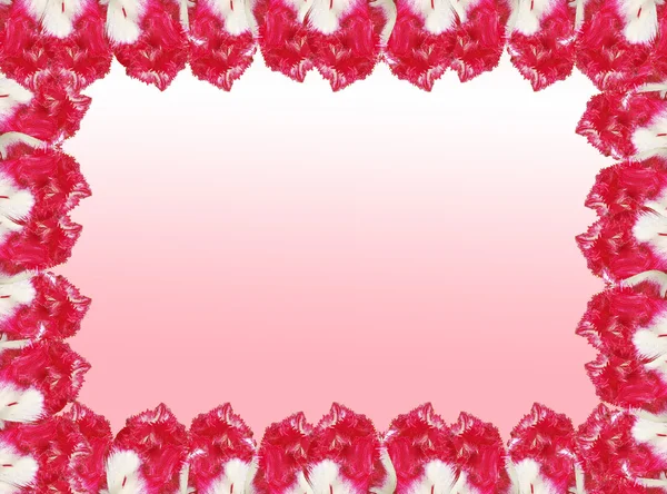 Rahmen mit den rot-weißen Tulpen, isoliert auf einem weißen und rosa Ba — Stockfoto