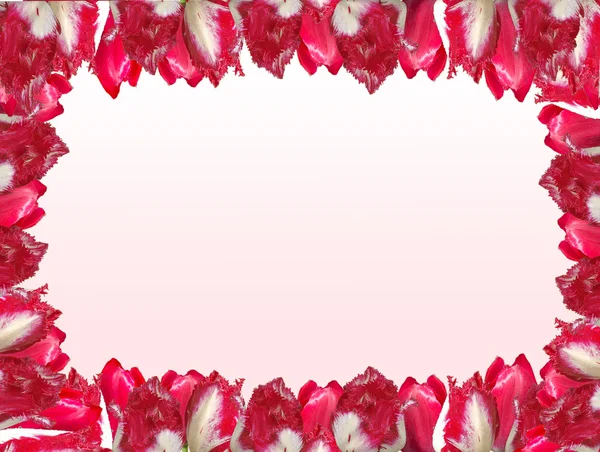 Rahmen mit den rot-weißen Tulpen, isoliert auf einem weißen und rosa Ba — Stockfoto