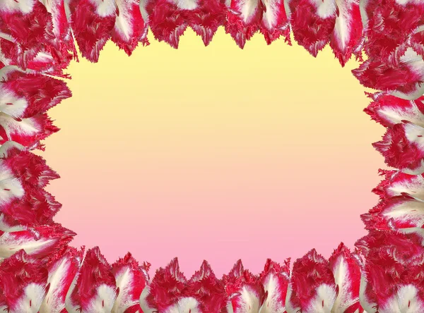 Frame with the red-white tulips, isolated on a yellow and pink — Stock Photo, Image