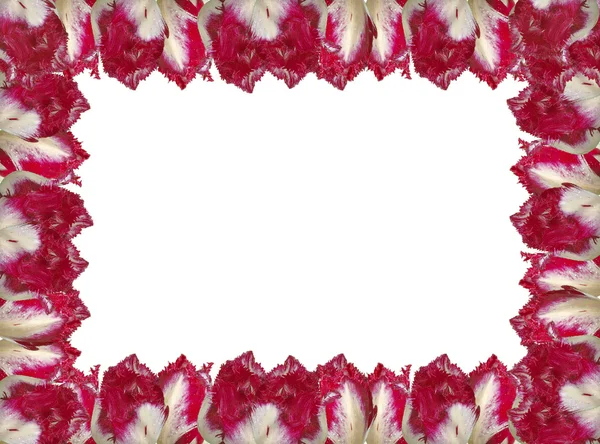Moldura com as tulipas vermelho-brancas, isoladas em um fundo branco . — Fotografia de Stock