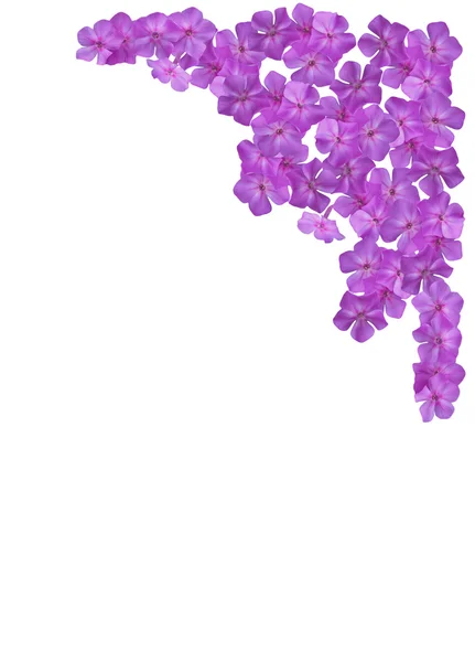 Virág primrose egy keretet a szöveg szóközzel. — Stock Fotó