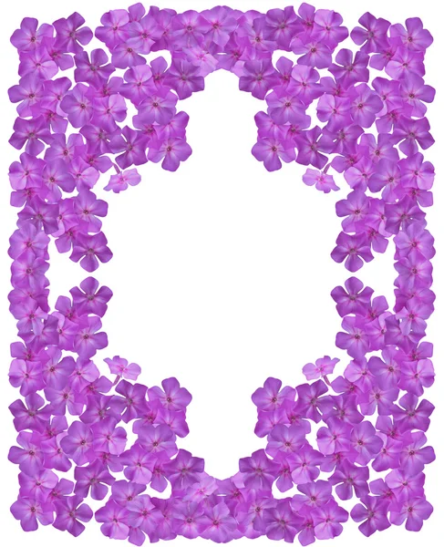 Flower primrose a frame with white space for the text. — Stock Photo, Image