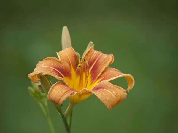 Orange lily with dew drops. — Stock Photo, Image