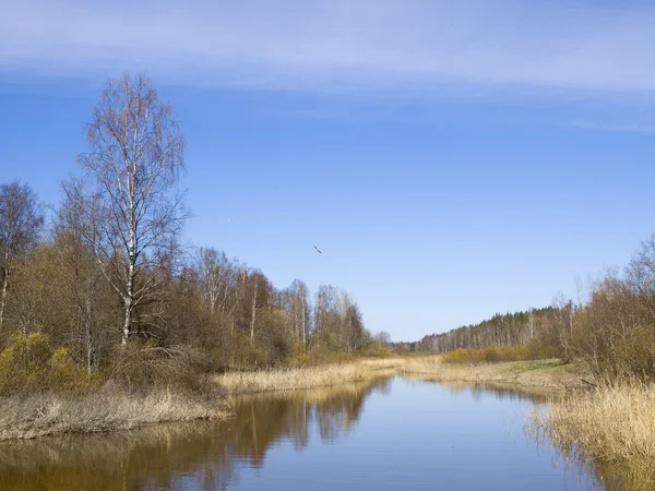 Pequeño río pequeño contra el cielo azul y despejando la vegetación —  Fotos de Stock