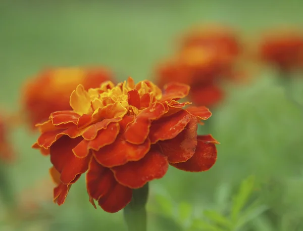 Barhatets de flores naranjas en un jardín . — Foto de Stock