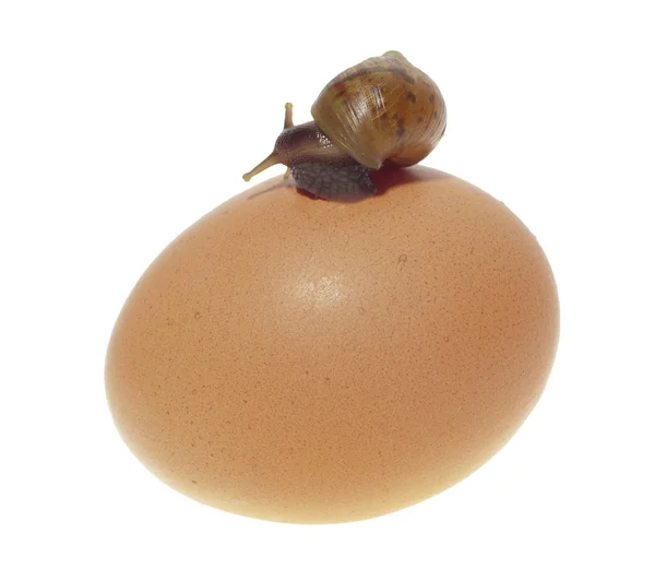 El pequeño caracol africano con los cuernos apagados se arrastra sobre el huevo . — Foto de Stock