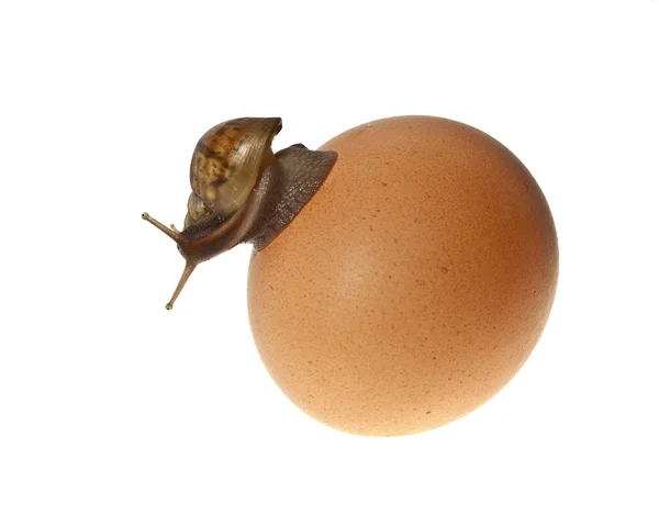 Siput kecil afrika dengan tanduk yang tertancap di atas telur . — Stok Foto