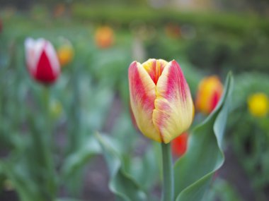 Orange tulip bir yatakta bir kırmızı ile.