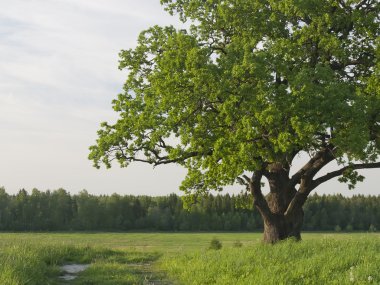 Green krone of a sprawling old oak tree. clipart